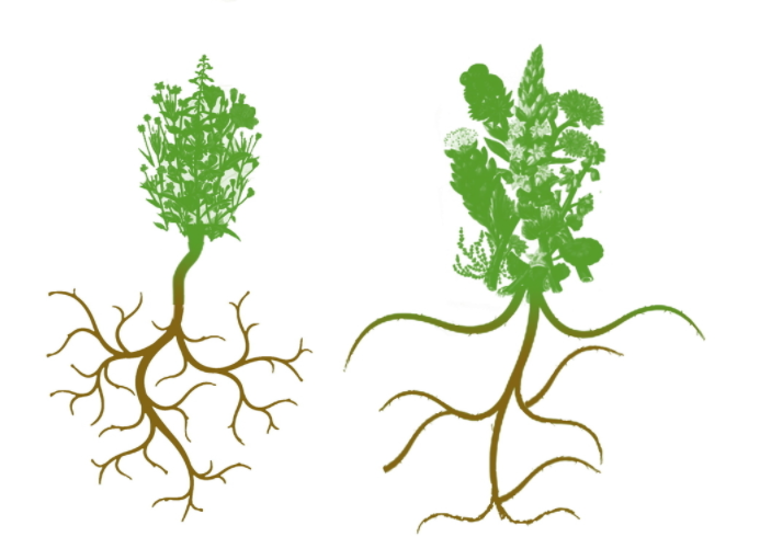 根系分析仪是一种植物生理仪器（根系分析仪操作步骤重点分析）